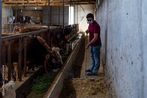 Young farmer using mask against corona virus. Agriculture industry, farming, people and animal husbandry concept - close up of man or farmer feeding cow with hay in cowshed on dairy farm