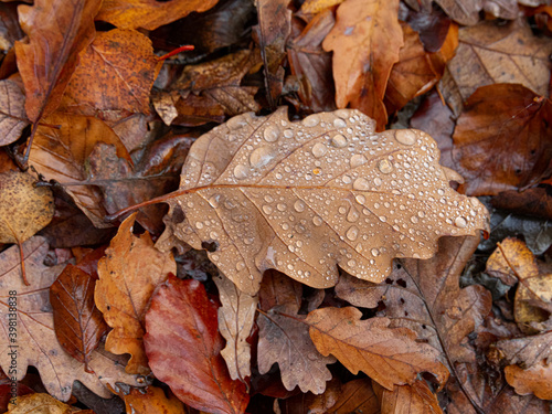 Raindrops on fallen leaves
