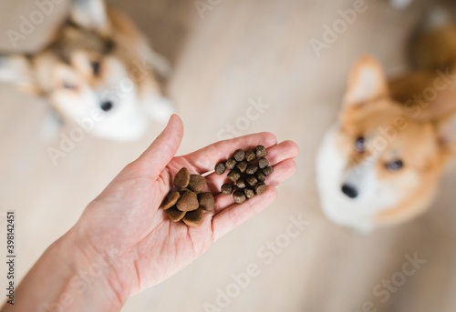 Photography Dry dog food close up with two dogs in the background