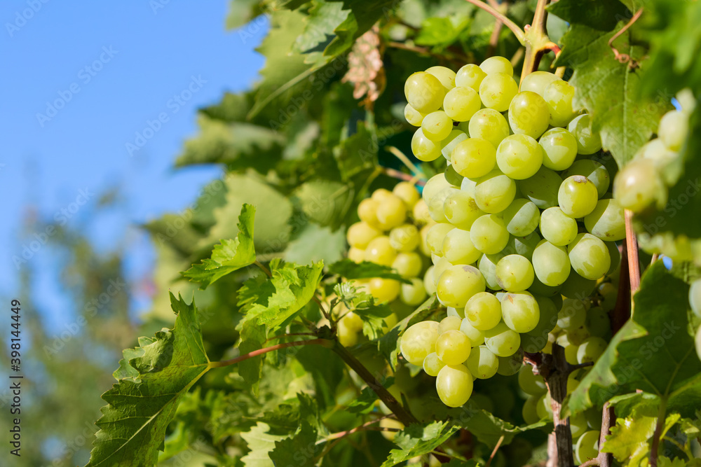 A bunch of grapes with leaves against a blue sky. A bunch of grapes with leaves against a blue sky.