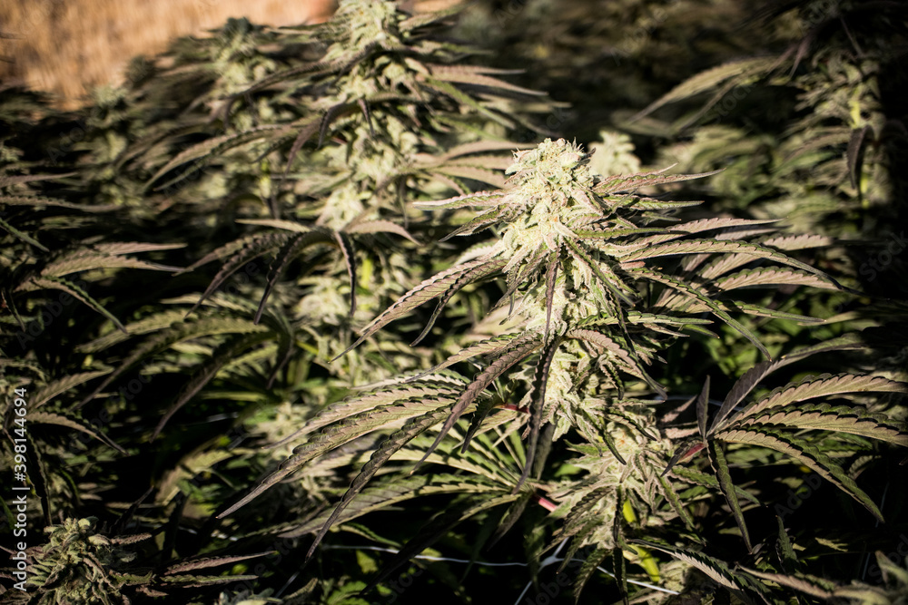 Close up of Cannabis Flower growing in a greenhouse Close up of Cannabis Flower growing in a greenhouse
