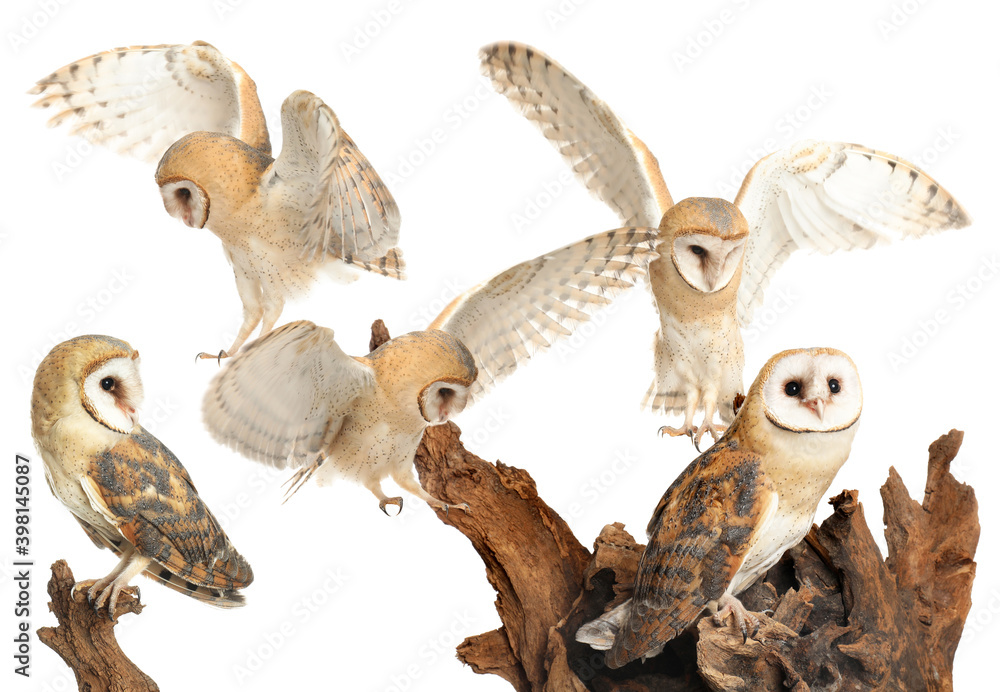 Fototapeta premium Collage with photos of beautiful barn owl on white background