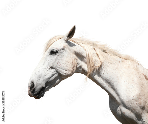 Gorgeous horse isolated on white  closeup view