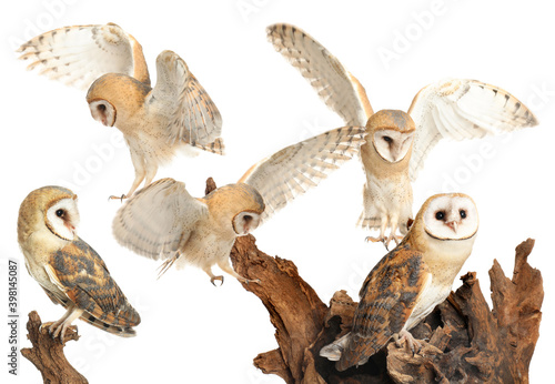 Collage with photos of beautiful barn owl on white background photo