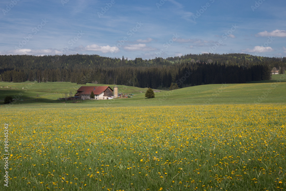 Scenic Swiss Home in a Field of Yellow Flowers in Springtime