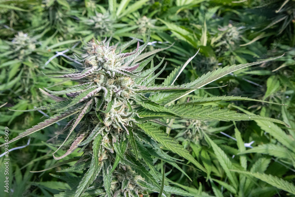 Vibrant green Cannabis Plants blossoming with flowers Vibrant green Cannabis Plants blossoming with flowers