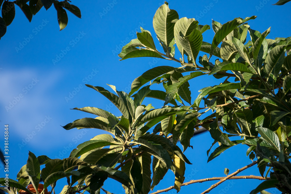 Obraz premium Low angle of tree with orange flower and blue sky