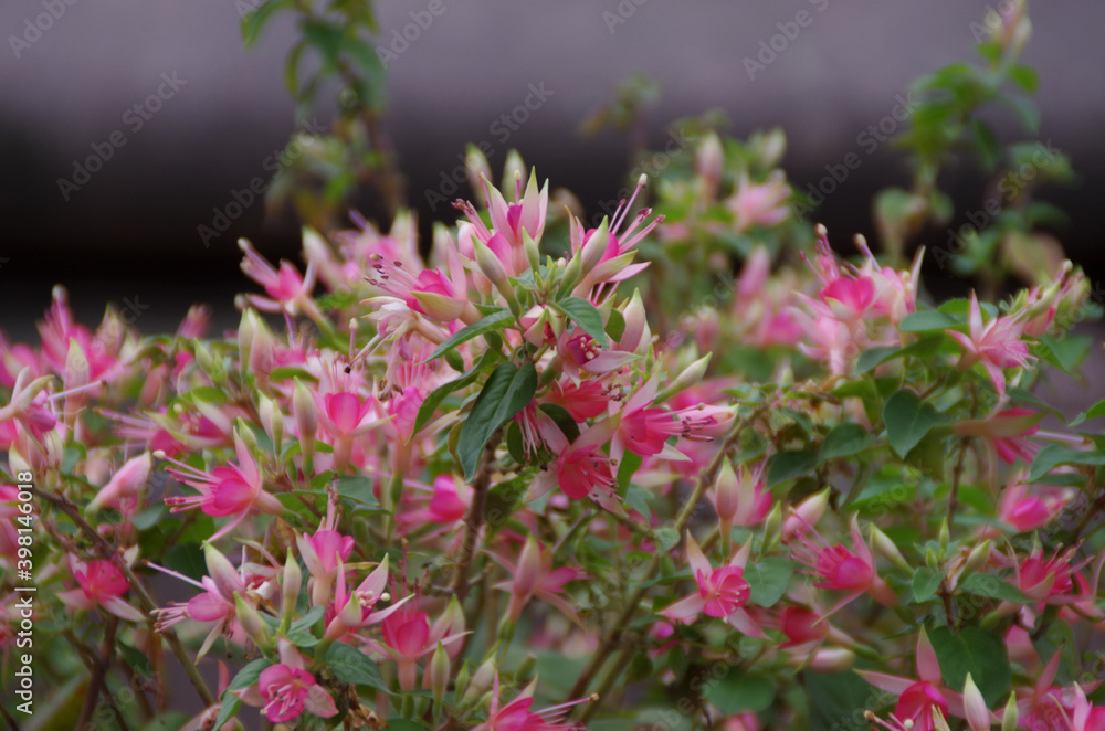 pink flowers in the garden pink flowers in the garden