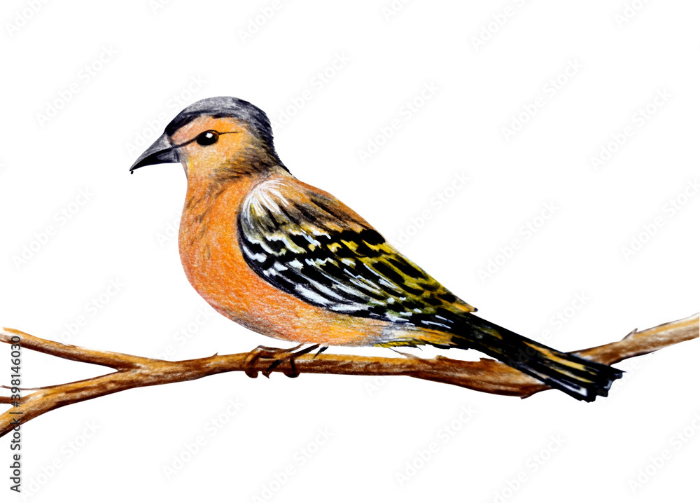 Fototapeta premium hand drawn sketch bird. color pencils illustration isolated on white background object