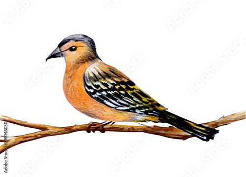 hand drawn sketch bird. color pencils illustration isolated on white background object