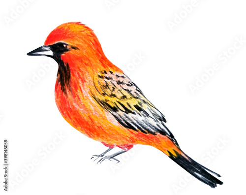 hand drawn sketch bird. color pencils illustration isolated on white background object