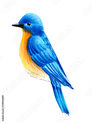 hand drawn sketch bird. color pencils illustration isolated on white background object