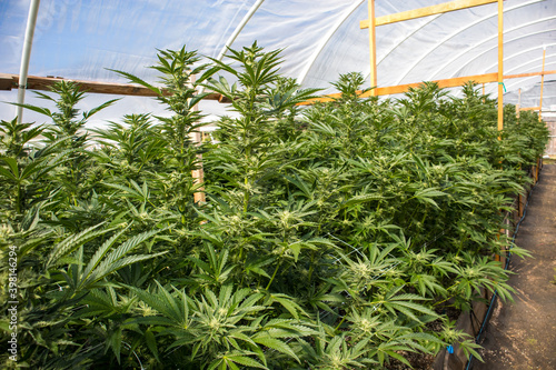 Close up of Cannabis Flower growing in a greenhouse