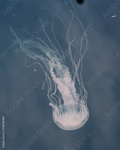 Jellyfish swimming close to surface  s seen from the walkway near Peir 5 in Baltimore's Innter Harbor photo