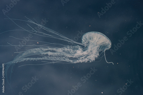 Jellyfish swimming close to surface  s seen from the walkway near Peir 5 in Baltimore's Innter Harbor photo