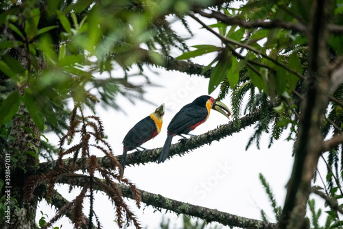 Beautiful colorful couple of tropical toucans on tree branch photo