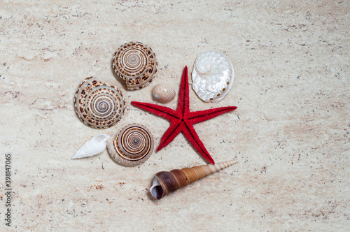 Red starfish surrounded by shells on a ceramic plate. photo