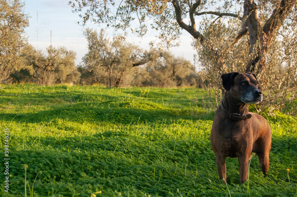 dog on the grass at the olive trees field at sunset in Spain