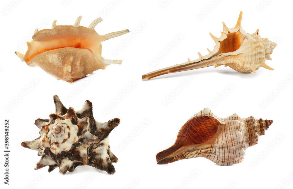 Set of different beautiful sea shells on white background Set of different beautiful sea shells on white background