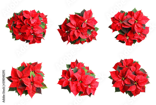 Set of poinsettias on white background. top view. Christmas traditional flower
