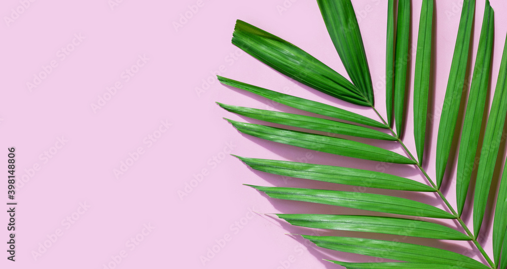 Tropical palm leaves on pink background. Tropical palm leaves on pink background.