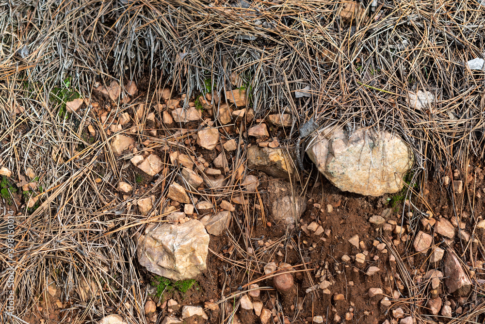 Laterite soil orange clay rocks dry grass pine needles in autumn forest in Bulgaria Laterite soil orange clay rocks dry grass pine needles in autumn forest in Bulgaria