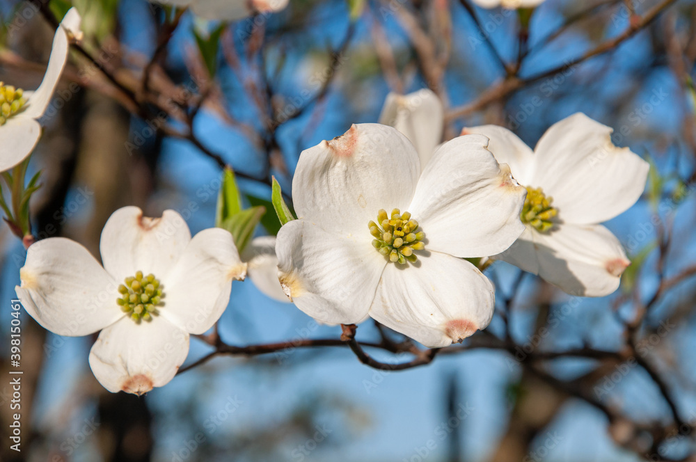 dogwood tree blooming