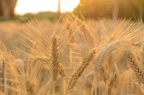 Detail of wheat field in golden light at sunset