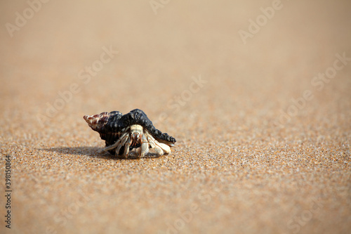 Valokuvatapetti hermit crab on the beach