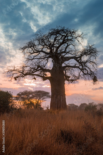Baobab Trees at Sunset, Tanzania