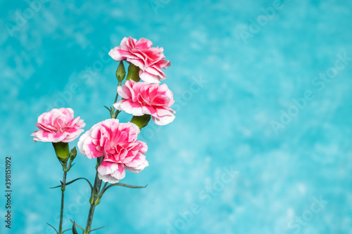 White-pink carnations on a blue background with space for text