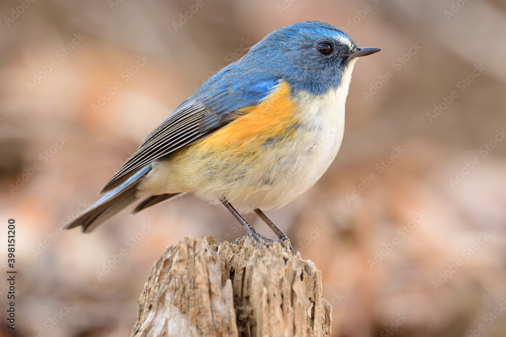 A Male Red-flanked bluetail (Tarsiger cyanurus) A Male Red-flanked bluetail (Tarsiger cyanurus)