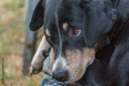 Dog face portrait off an old Appenzeller Sennenhund laying in gardem