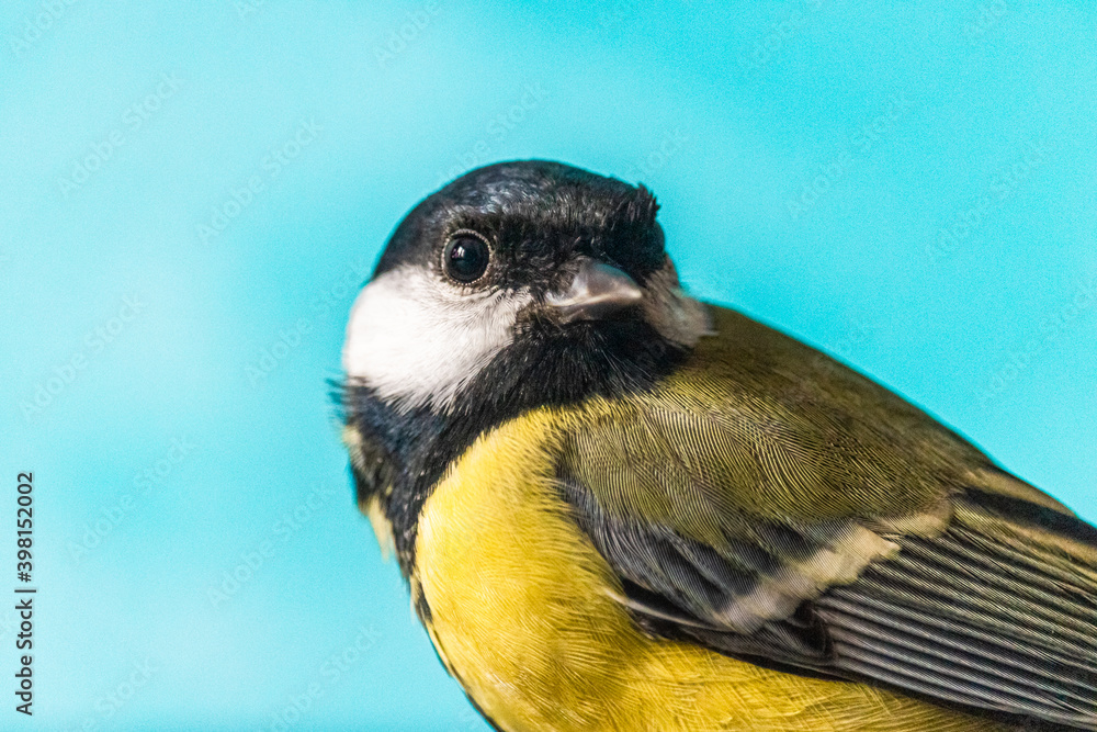 Fototapeta premium Close up of a tit (European bird) tilting its head to the side
