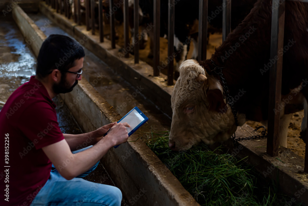 Portrait of young farmer standing in cow farm and using tablet. Working at cattle farm. Organic food production.