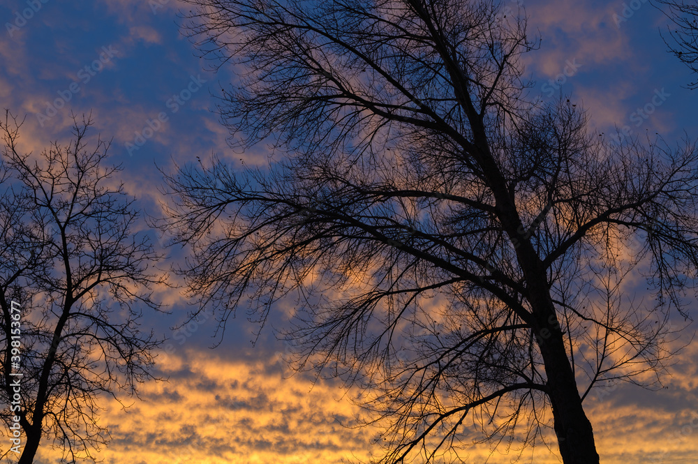 silhouetted tree at sunrise 