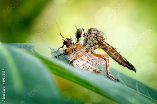 Exotic Insect Predator Called Robber Fly or Asilidae, in colorful background.  Robber fly does not ambush its prey on land or in leaves, but when they were flying. © Fauzan Maududdin