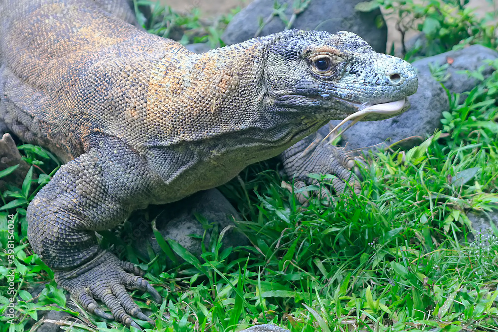 A komodo dragon (Varanus komodoensis) is showing aggressive behavior.