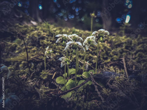 Little Flowers