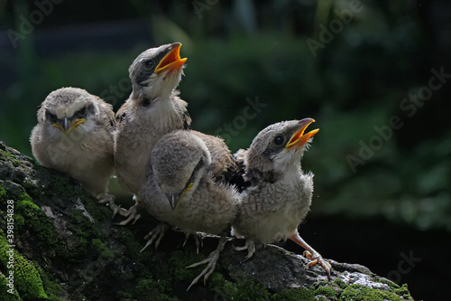 Konstfotografi A group of young long tailed shrikes (Lanius schach) who are just learning to fly are perched on tree trunks covered with moss