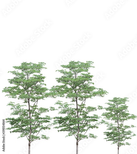 tree isolated natural green tree white background 