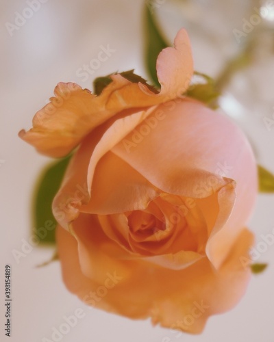 photo of artistic orange rose in the white background photo