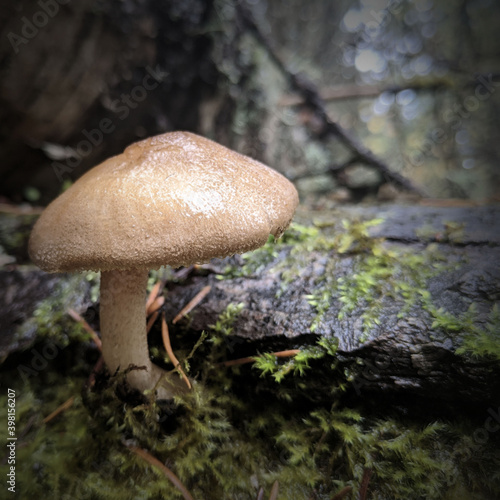 Staunch Mushroom