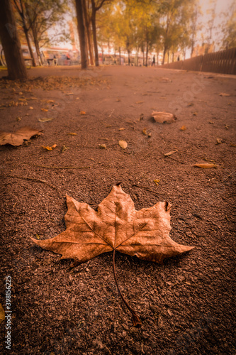 autumn leaves on the ground