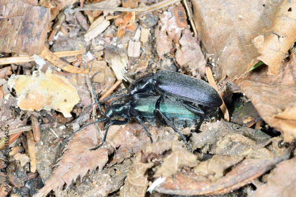 ミヤマカミキリモドキの交尾(北海道・層雲峡)
ミヤマカミキリモドキの交尾(北海道・層雲峡)