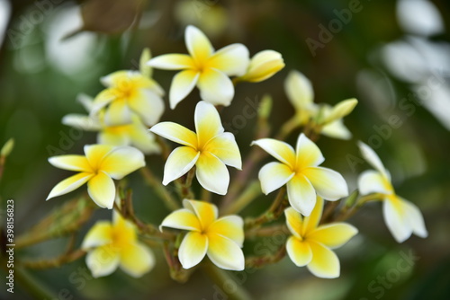 Plumeria Flower. white flower.yellow flower or white flower background.Colorful flowers in nature.Colorful flowers in nature