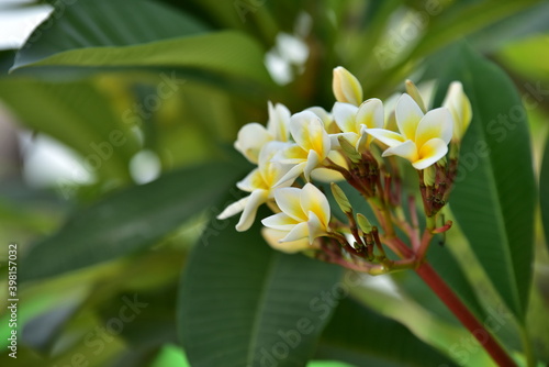yellow fower in the garden
