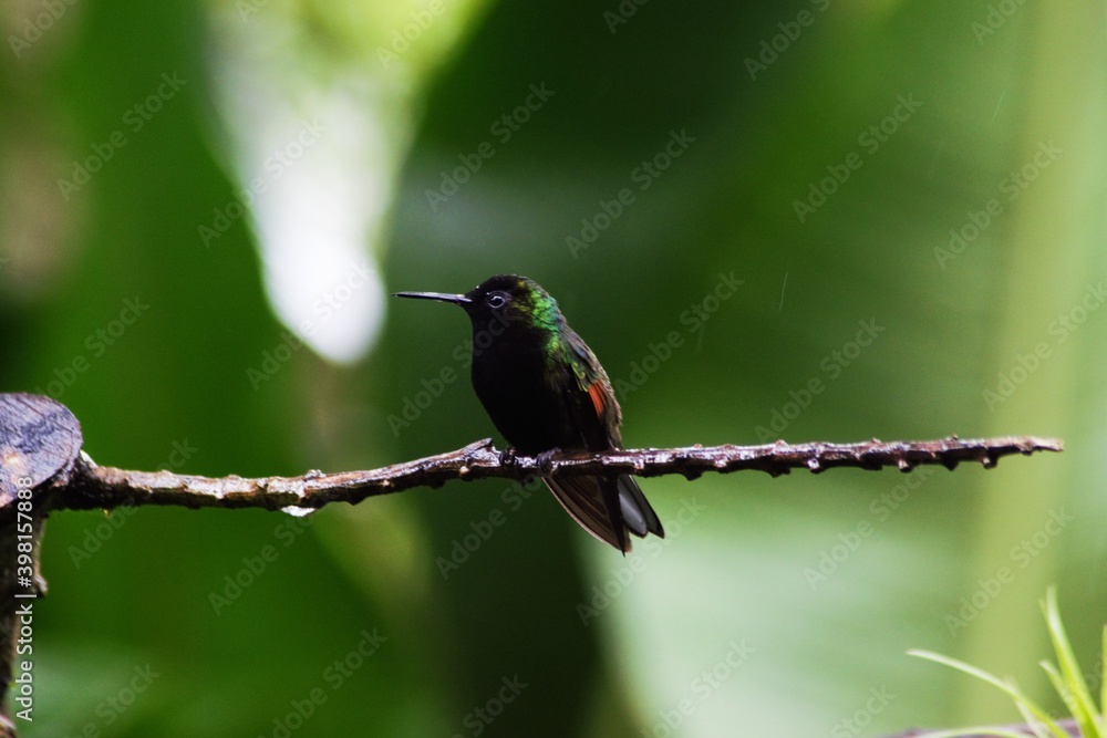 Fototapeta premium colibrí