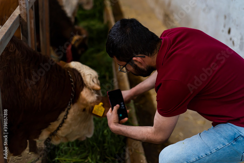 Smart Agritech livestock farming. Young farmer using a smart phone and statistics wireless on a smart phone app in a modern barn. Reading a dairy cows data ear tag