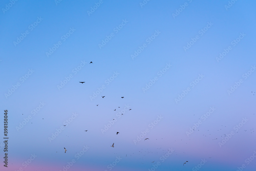 A gentle evening with blue and pink vibrant sky and migrating birds in flight calm landscape nature view in Plovdiv, Bulgaria